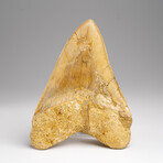 Genuine Megalodon Shark Tooth in Display Box // 203.6 g