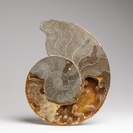 Genuine Polished Ammonite Slice // 295 g