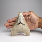 Genuine Megalodon Shark Tooth in Display Box // 191.9 g