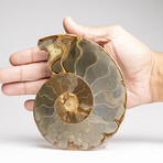 Genuine Polished Ammonite Slice // 275.8 g