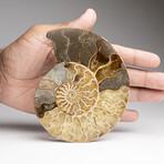 Genuine Polished Ammonite Slice // 189.5 g