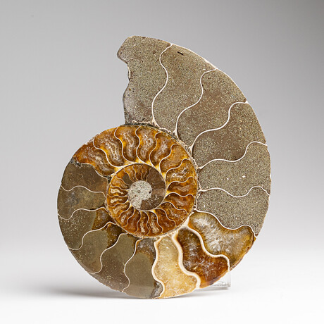 Genuine Polished Ammonite Slice // 207 g