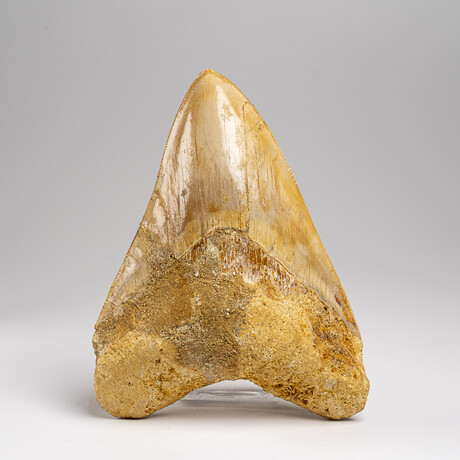 Genuine Megalodon Shark Tooth in Display Box // 203.6 g