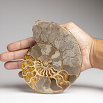 Genuine Polished Ammonite Slice // 317.6 g