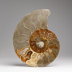 Genuine Polished Ammonite Slice // 198.2 g