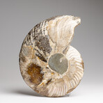 Genuine Polished Ammonite Slice // 295 g