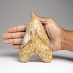 Genuine Megalodon Shark Tooth in Display Box // 277 g