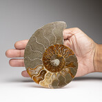 Genuine Polished Ammonite Slice // 198.2 g