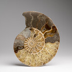 Genuine Polished Ammonite Slice // 189.5 g