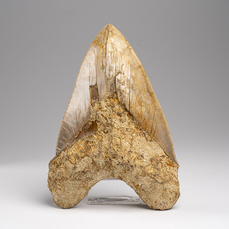 Genuine Megalodon Shark Tooth in Display Box // 277 g