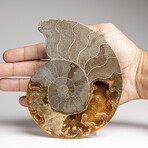 Genuine Polished Ammonite Slice // 295 g