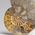 Genuine Polished Ammonite Slice // 317.6 g