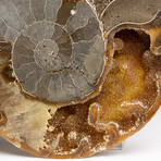 Genuine Polished Ammonite Slice // 295 g