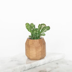 Geometric Pot (Oak)