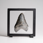 Genuine Megalodon Shark Tooth in Display Box // 121 g