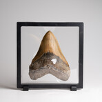 Genuine Megalodon Shark Tooth in Display Box // 372 g