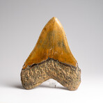 Genuine Megalodon Shark Tooth in Display Box // 372 g