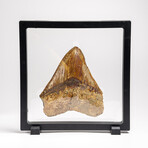 Genuine Megalodon Shark Tooth in Display Box // 241 g