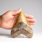 Genuine Megalodon Shark Tooth in Display Box // 372 g