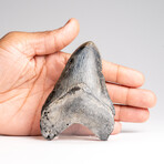 Genuine Megalodon Shark Tooth in Display Box // 121 g