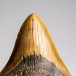 Genuine Megalodon Shark Tooth in Display Box // 372 g