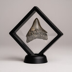 Genuine Megalodon Shark Tooth from Indonesia in Display Box // 30.5 g