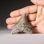 Genuine Megalodon Shark Tooth from Indonesia in Display Box // 30.5 g