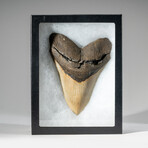 Genuine Megalodon Shark Tooth in Display Box // 241 g