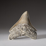 Genuine Megalodon Shark Tooth from Indonesia in Display Box // 30.5 g