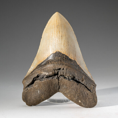 Genuine Megalodon Shark Tooth in Display Box // 241 g