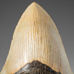 Genuine Megalodon Shark Tooth in Display Box // 241 g