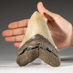 Genuine Megalodon Shark Tooth in Display Box // 241 g