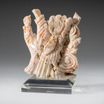 Genuine Angel Skin Coral Hand Carving Rose and Immortals // 159.2g