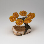 Small Genuine Citrine Clustered Gemstone Tree on Citrine Matrix // The Calming Tree