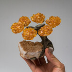 Small Genuine Citrine Clustered Gemstone Tree on Citrine Matrix // The Calming Tree