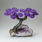 Custom Genuine Amethyst Clustered Gemstone Tree on Amethyst Matrix // The Protection Tree // v.7