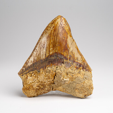 Genuine Megalodon Shark Tooth in Display Box // 241 g