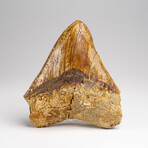 Genuine Megalodon Shark Tooth in Display Box // 241 g