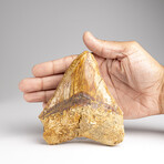 Genuine Megalodon Shark Tooth in Display Box // 241 g