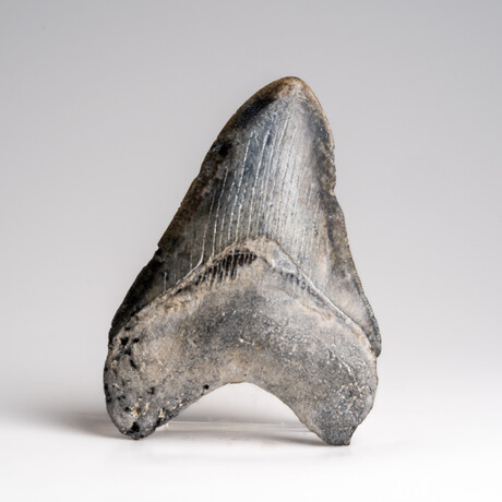 Genuine Megalodon Shark Tooth in Display Box // 121 g