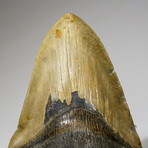 Genuine Megalodon Shark Tooth in Display Box // 241 g