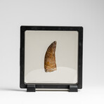 Genuine Natural Carcharodontosaurus Dinosaur Tooth in Display Box // 2"