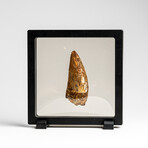 Genuine Natural Carcharodontosaurus Dinosaur Tooth in Display Box // 3.25"