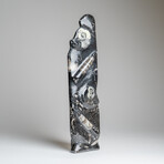 Genuine Polished Ammonite and Orthoceras Black Statue // 16"