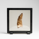 Genuine Natural Carcharodontosaurus Dinosaur Tooth in Display Box // 3"