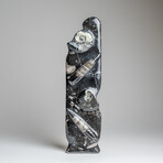 Genuine Polished Ammonite and Orthoceras Black Statue // 16"