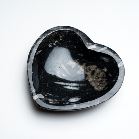 Genuine Polished Goniatite Fossil Heart Dish