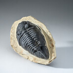 Genuine Single Metacanthina Issoumourensis Trilobite Fossil in Matrix