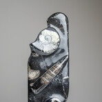 Genuine Polished Ammonite and Orthoceras Black Statue // 16"