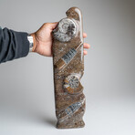 Genuine Polished Ammonite and Orthoceras Brown Statue // 16"